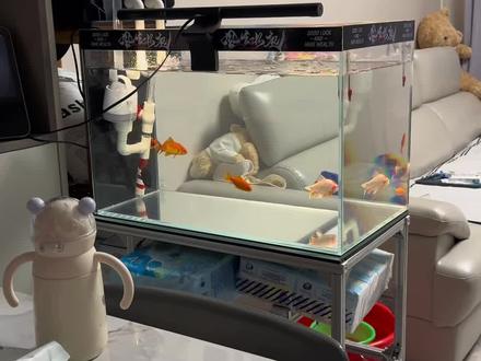 新手养鱼别乱来!开缸六天,鱼缸直接变毒缸!还是草金抗毒!#新手养鱼避坑 #开缸养鱼 #草金鱼日常 #养鱼日记 #裸缸养鱼 @抖音创作小助手