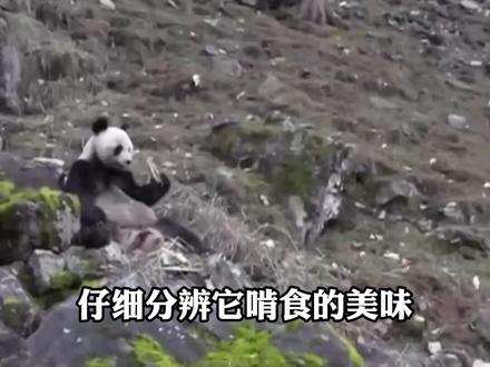 大熊猫居然开荤了,不吃竹子啃骨头?#神奇动物在抖音 #野生动物 #保护动物