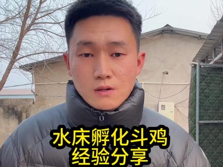又到了一年一度最适合孵小鸡的季节,今天和大家分享一下水床孵化鸡苗的经验,个人经验分享#斗鸡文化 #孵化 #斗鸡爱好者 #干货分享
