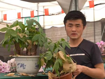 发财树养护有四点,告别黄叶,长得飞快,养它变得很简单