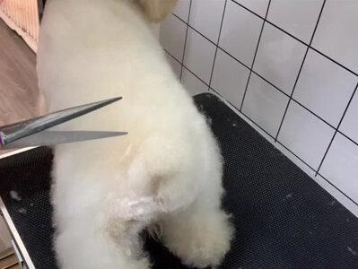 很多狗子小时候不小心断尾齐根了,一点尾巴都没有。#宠物美容#狗狗#泰迪#宠物美容培训