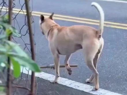 全网刷屏的挂棍狗狗,低成本矫正狗狗坏习惯 #狗追车