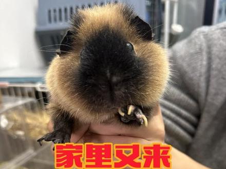 家里又来新的小猪了 就是长得有点黑#荷兰猪 #豚鼠 #萌宠日常记录 #荷兰猪成长日记 #治愈系萌宠