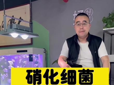 硝化细菌到底是什么?#观赏鱼 #养育知识 #水族 #空气缸 #鱼缸过滤 @大鹏观赏鱼