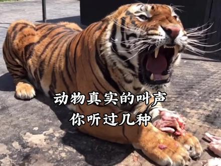 这几种动物真实的叫声你听过嘛#老虎#大熊猫#狮子#海豹#哈士奇