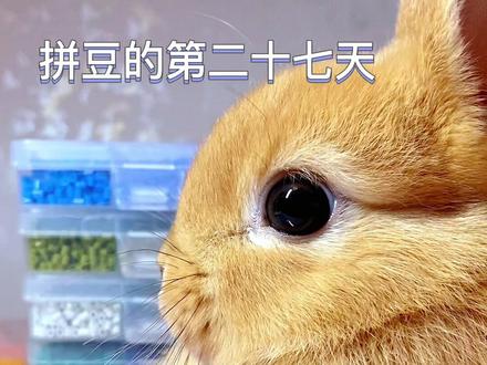 吃饭睡觉拼豆豆|怪盗基德
图纸来自📕五颜六色大刷纸
#拼豆 #手工 #像素画 #可爱到爆炸💥 #手工diy