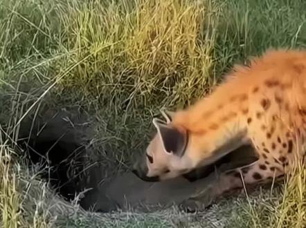 鬣狗袭击豪猪#鬣狗 #豪猪 #动物世界 #动物世界的战斗