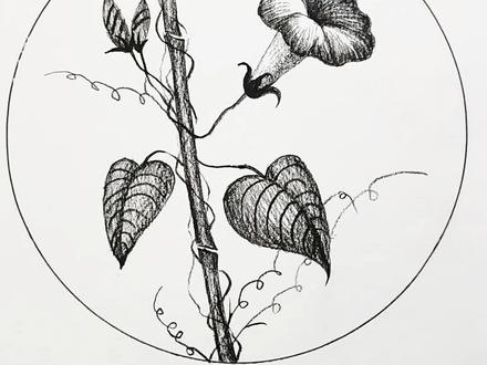 喇叭花的画法,你学会了吗?