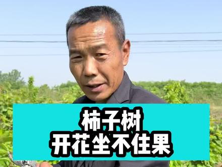 柿子树开花不坐果#柿子树#柿子苗#果树#果树苗#三农 #技术分享