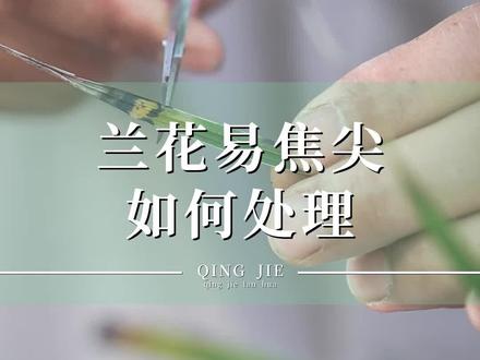 兰花容易焦尖,两步教你如何打理#兰花 #花卉绿植 @抖音小助手