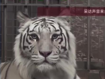 青岛一白虎凭美貌走红,为何老虎择偶从不看脸?丛林法则不容颜控