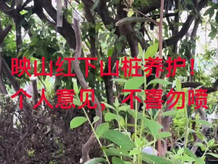 #映山红下山桩 养护!个人经验,不喜勿喷!