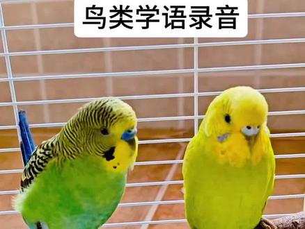 鸟类学语录音
早晚3次,每次38分钟,让鸟宝多听听同类说话,更能刺激它开口说话,快让你的鸟宝一起来上网课吧#虎皮鹦鹉 #鹦鹉日常 #宠物鸟 #萌宠创作者计划 #虎皮学说话
