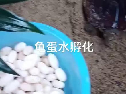 龟蛋水孵化来了。