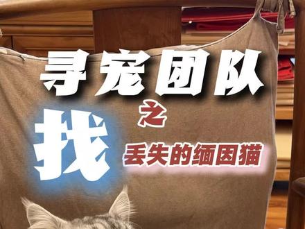 猫咪丢失 如何科学找回? 猫丢了怎么办?今日寻找家中跑丢的缅因猫咪,找猫团队教你如何科学的找猫方法 #找猫专业团队 #萌探寻宠 #猫丢了怎么找 #成都找猫团队 #寻宠