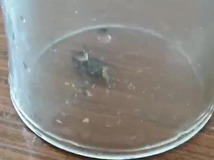 苍蝇生崽全过程……