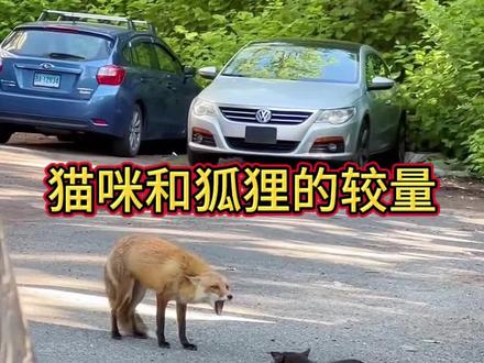 猫咪和狐狸的较量#野生动物零距离 #狐狸 #猫咪