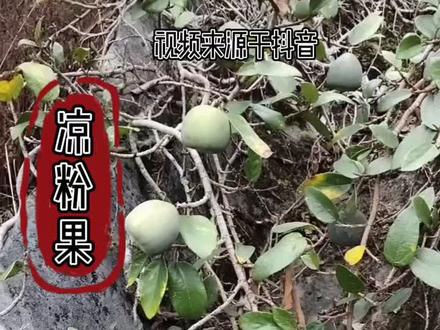 薜荔:藤叶入药。祛风,利湿,活血,解毒。治风湿痹痛,泻痢,淋病,跌打损伤,痈肿疮疖。#全民学中药 @抖音小助手