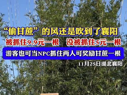 “偷甘蔗”的风还是吹到了襄阳,被抓住9.9元一根 没被抓住5元一根,游客也可当NPC抓住两人可奖励甘蔗一根。(记者:杨璐,编辑:夏梦涵,责编:郭鹏,审核:田甜)
