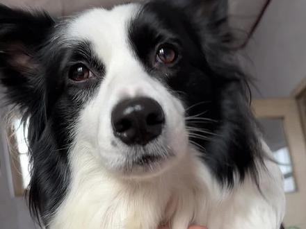 美少女狗自己摘苍耳#好运是边牧