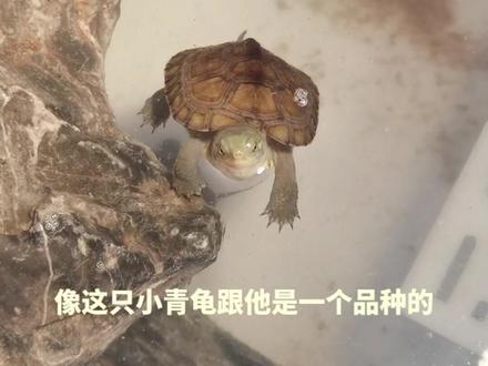 南石龟我就给他深水养,小青龟也一样,一样好好的#养龟日常 #乌龟 #龟龟🐢