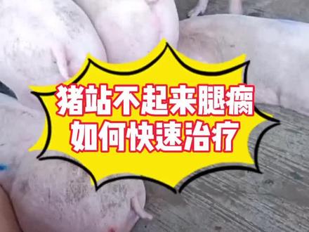 #猪场 #养猪技术 猪站不起来,教你一招