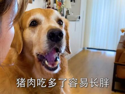 大壮,一直想养只猪陪你,哎,可惜了我的小猪猪...#萌宠出道计划 @DOU+小助手