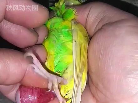 大叔孵化鸟蛋,亲眼见证生命每个过程的变化。 #鹦鹉 #动物世界