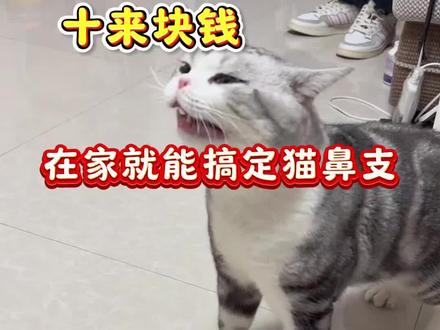 十来块钱在家就能搞定猫鼻支#新手养猫#养猫经验分享#猫咪