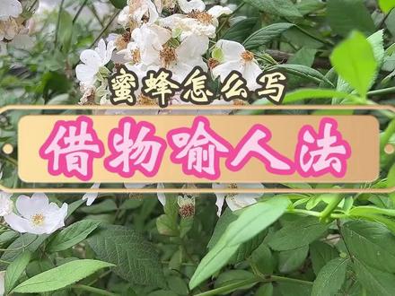 小学生作文小动物怎么写,今天的主角是蜜蜂,借物喻人法,有例文#作文 #写作技巧 #风丫老师 #满分作文