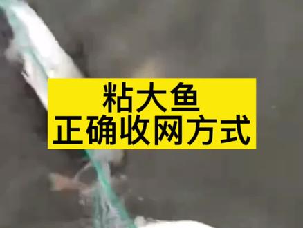 粘网捕大鱼后的正确收网方式!#三层渔网 #三层渔网推荐 #渔网加工 #鱼获满满