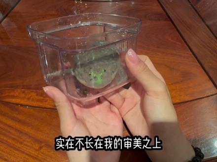 #小丑蛙 大列巴?拿来吧你