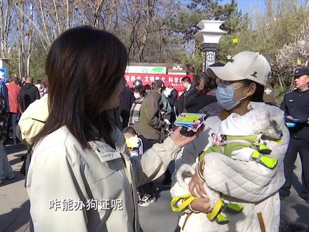 犬证犬牌怎么办理?工作人员详细解答