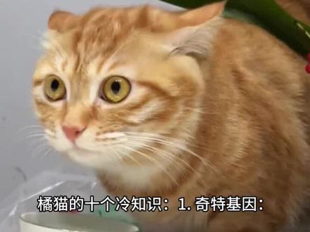 每天分享养猫小知识两则,关注我了解更多~#萌宠出道计划 #抖音萌宠 #科学养宠攻略 #猫咪日常 #猫咪的迷惑行为