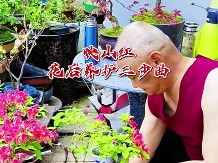 映山红花后养护三步曲:摘花、修剪蟠扎、施肥
第一步:花后及时摘掉残花,不要让它结种子。不然会消耗大量养分,影响植株生长和来年开花。
第二步:修剪蟠扎,摘花后要把细弱枝,病枯枝,交叉枝,腋下枝剪掉,让盒景内部通风透光,长得过长枝,徒长枝适当短截,控制整体高度,让株型更紧凑,但不要一次性重剪太多,避免影响长势,对不理想的枝条进行蟠扎造型,但要注意,映山红枝条较脆,容易折断,要轻柔一点,轻轻缠绕,慢慢调整角度,把枝条理顺,让层次更清晰。
笫三步:施肥,映山红花期消耗大量养分,摘花修剪造型过后,放散光通风处缓苗一周左右,进行施肥,以氮肥为主,比如发酵好的菜籽饼肥就是不错的选择,但必须薄肥勤施,10天一次,连续3次左右,可让植株快速恢复。
映山红花后,做好以上三步,你的映山红盆景不仅恢复快,来年开花也会更整齐更漂亮!#小妙招大作用 #原创