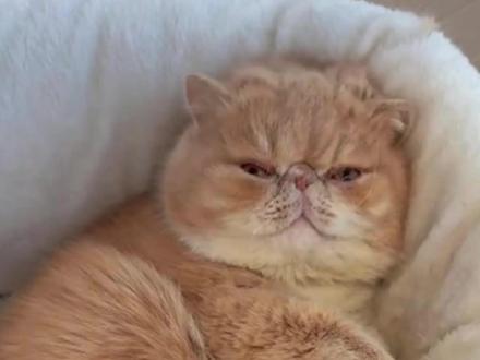 包子脸加菲猫 #加菲猫 #猫咪 #记录猫咪日常