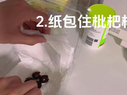 种枇杷树第一天,保湿法催芽