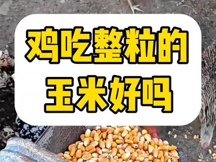 鸡吃整粒的玉米好吗?#农村散养土鸡 #养鸡不生病小妙招 #鸡吃玉米