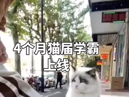 真棒真聪明没人说这猫笨~
#猫咪高智商才艺大赏 #萌宠出道计划 #猫咪训练 #人与猫的治愈瞬间 #热门萌宠