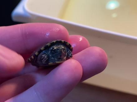 对于新手来说如何养刚破壳的小龟苗 #蛋龟 #养龟日记 #养龟日常 #奇妙的动物 #乌龟 #龟苗