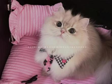 这是我的猫 我的家人~#于是麦麦决定离家出走 #麦麦 #程凛 #猫耳FM #广播剧