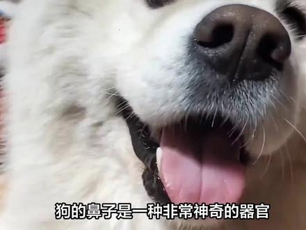 #狗狗 #狗鼻子 狗鼻子为什么会经常冒汗?