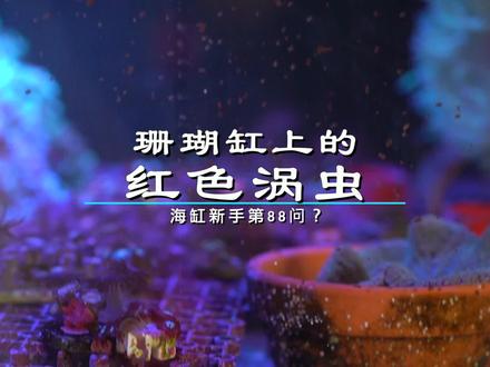 海缸里长小虫子了 你长过没?你是怎么处理的 咱们评论区聊 #开缸 #水族 #鱼缸里的大自然 #海缸