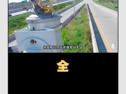 你叫老鹰,我叫老鼠,都姓老,为啥你要吃我!#神奇动物在抖音 #千浔侃剧 #解压