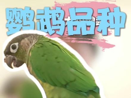 鹦鹉品种介绍,小太阳鹦鹉的优缺点 #鹦鹉品种介绍 #小太阳鹦鹉 #鹦鹉品种优缺点 #粘人的鹦鹉 #鹦鹉知识科普
