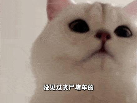 这个只有学过车的人,才知道有多牛#TOP #左航 #考驾照