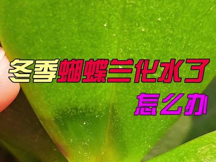 建议收藏 冬季蝴蝶兰为什么会化水,又该怎么办