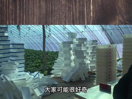 娇贵的草莓是如何快递打包的? #创作灵感 #丹东九九草莓产地