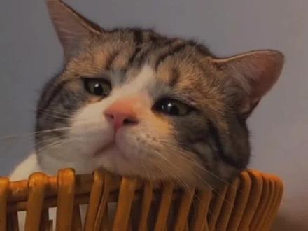 你逢人就炫耀的玫瑰,枯萎时怎么收场…#我永远被文字所震撼