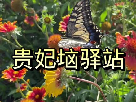 河北省邯郸市武安市白云大道贵妃垴一个你必停留的最大驿站@抖音热点